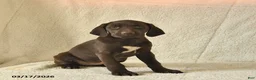 German Shorthaired Pointer dogs for sale: Marigold  - Ad 3