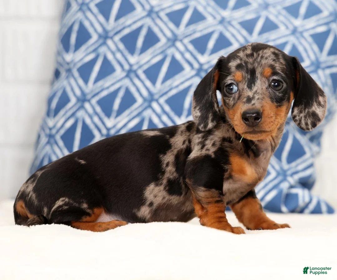 Miniature Dachshund dogs for sale: Iris - Ad 1