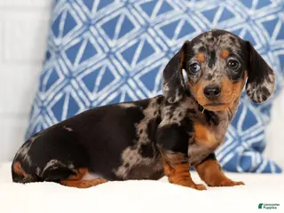 Miniature Dachshund dogs for sale: Iris - Ad 2
