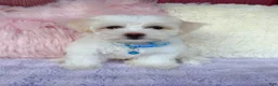 Maltipoo dogs for sale: 🩵 Cody 🩵 - Ad 4
