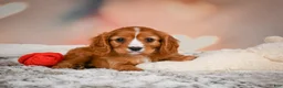 Cavapoo dogs for sale: DUKE - Ad 7