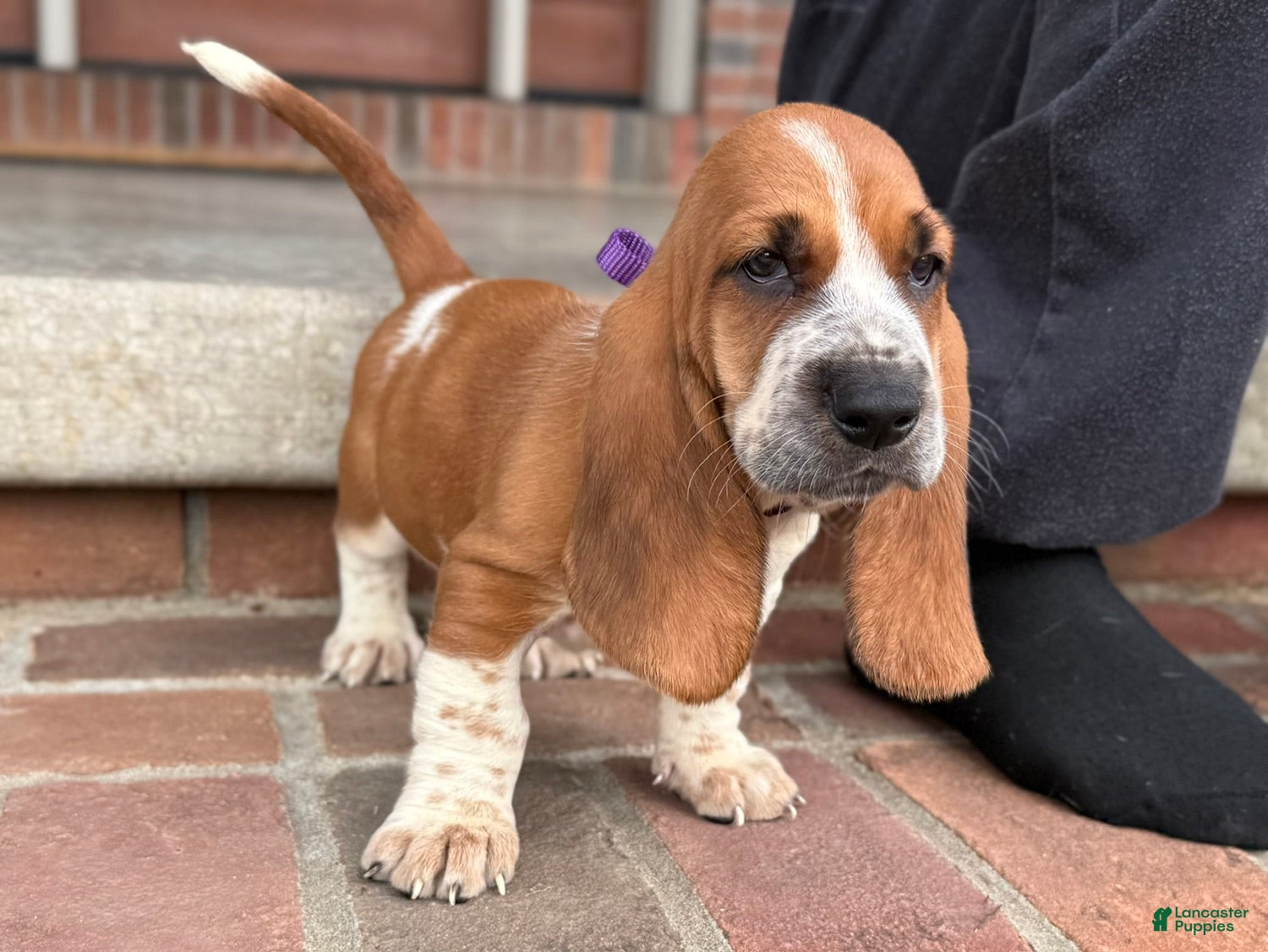 Basset Hound dogs Eva - Ad 1