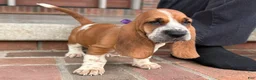 Basset Hound dogs for sale: Eva - Ad 1