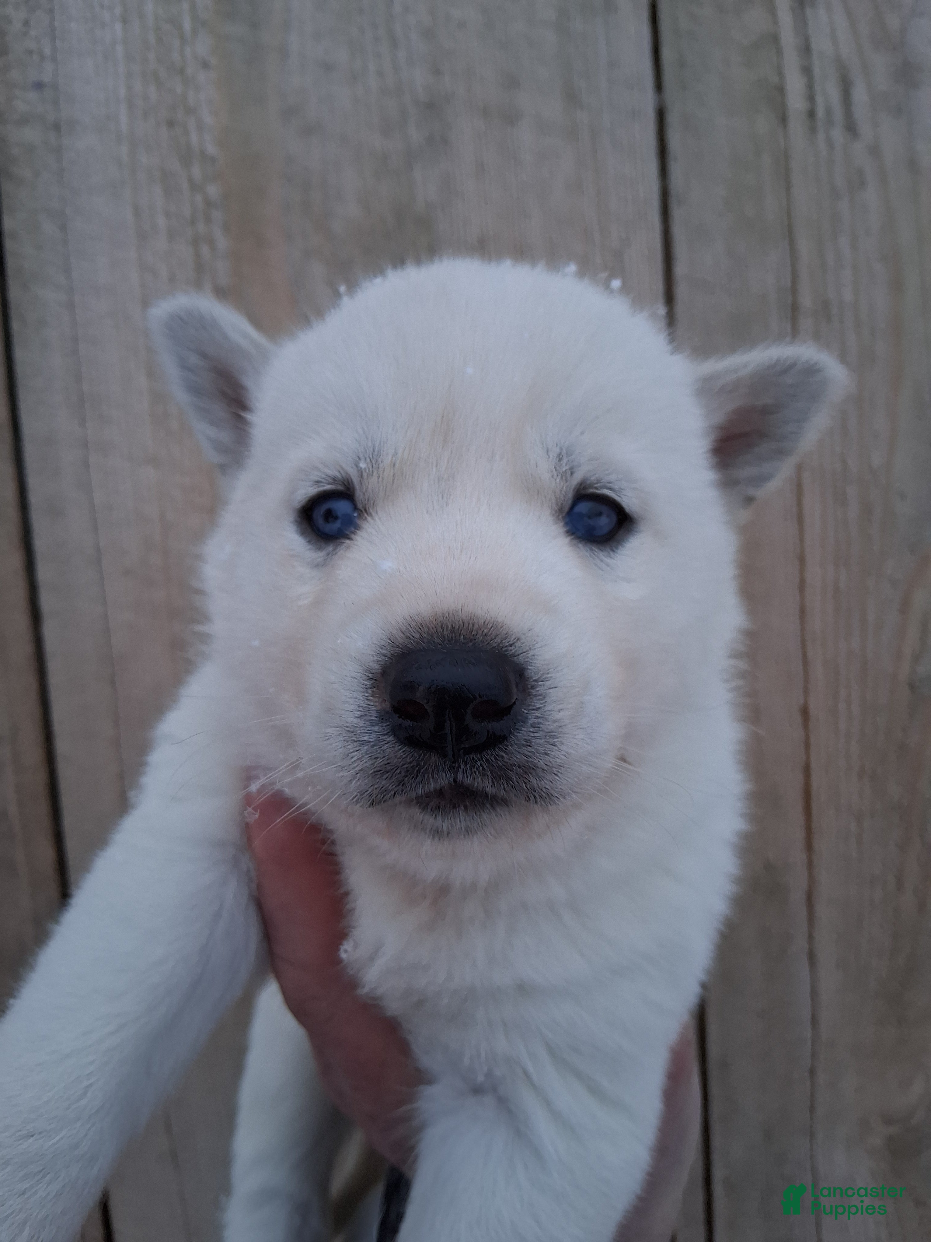 Siberian Husky dogs Frosty - Ad 32