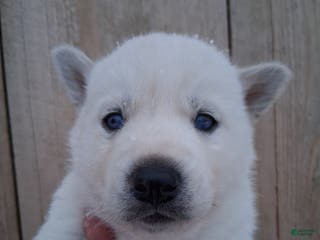 Siberian Husky dogs for sale: Frosty - Ad 3