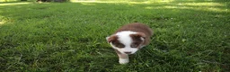 Australian Shepherd dogs for sale: Smith - Ad 4