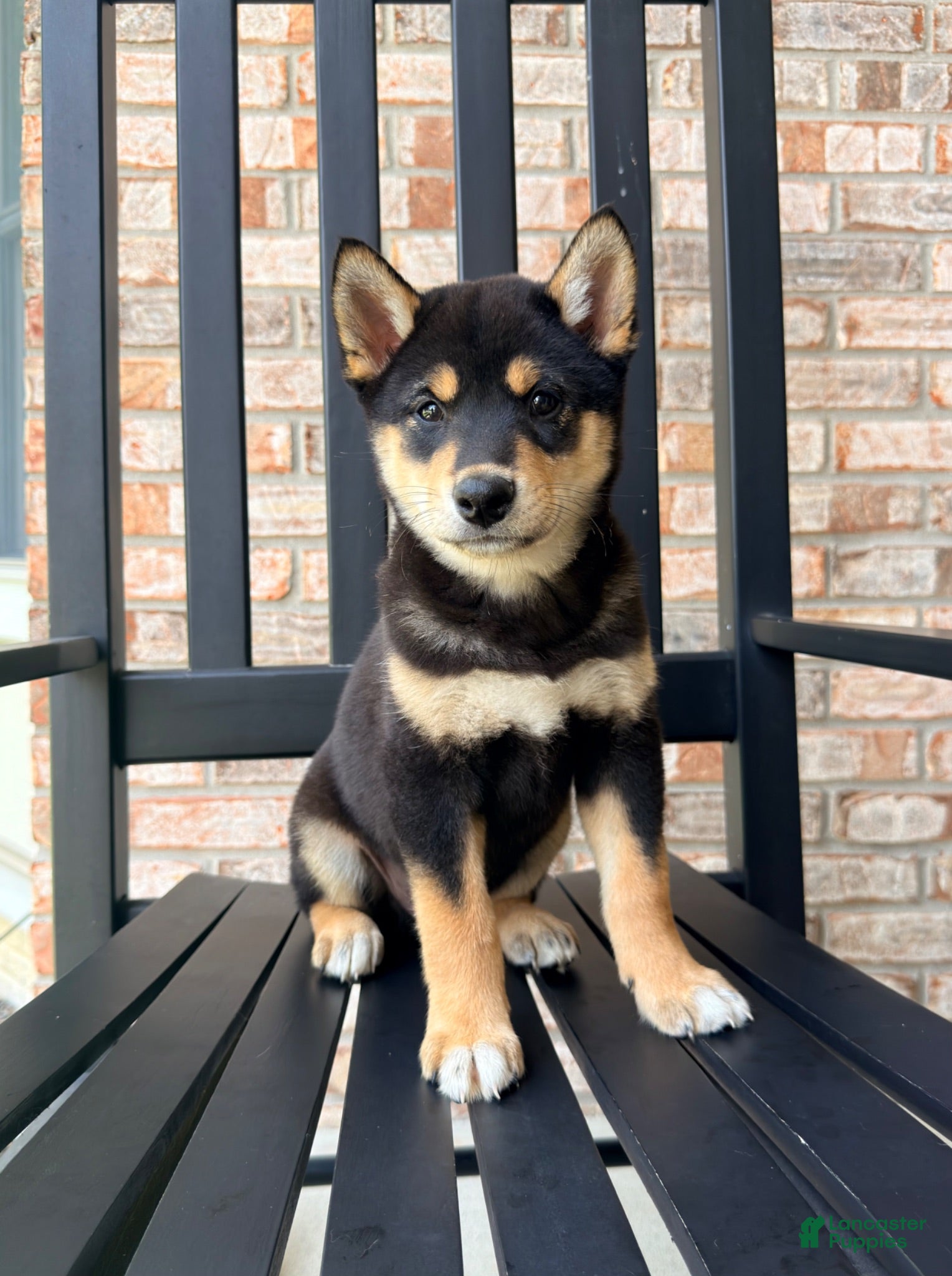 Shiba Inu dogs AKC Shang - Ad 39