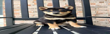 AKC Shang
