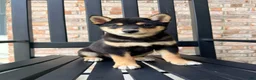 Shiba Inu dogs for sale: AKC Shang - Ad 1