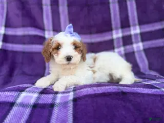Cavapoo dogs Sapphire - Ad 15
