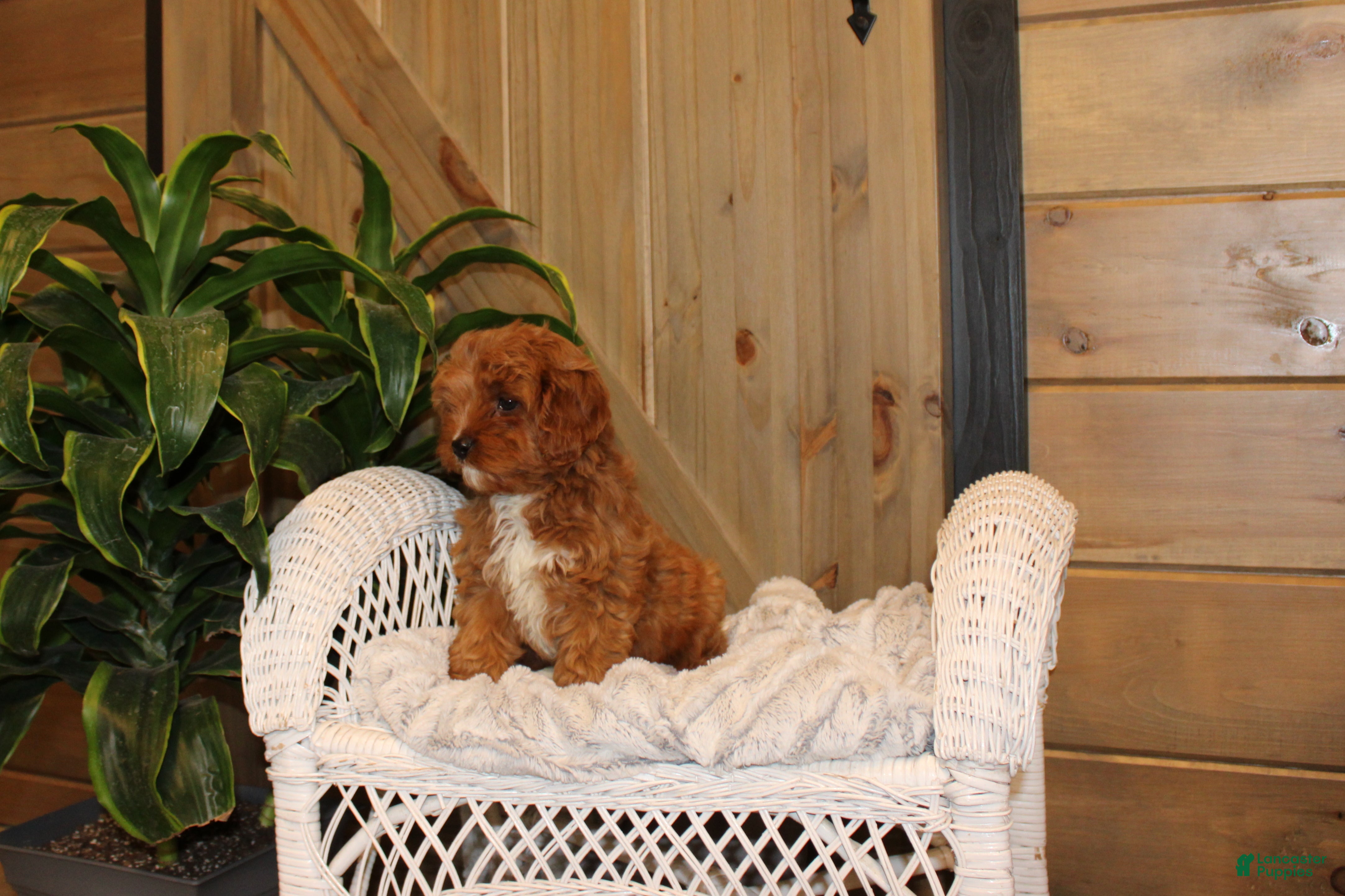 Cavapoo dogs Cavapoo Puppy 1 - Ad 6