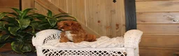 Cavapoo dogs for sale: Cavapoo Puppy 1 - Ad 1