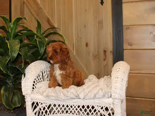 Cavapoo dogs Cavapoo Puppy 1 - Ad 6
