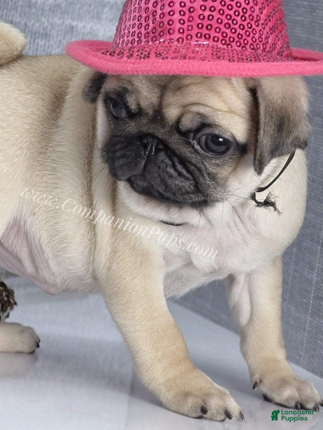 Pug dogs for sale: Marie Soft, Sweet, Playful Pug Pup! Great Christmas Present! - Ad 4