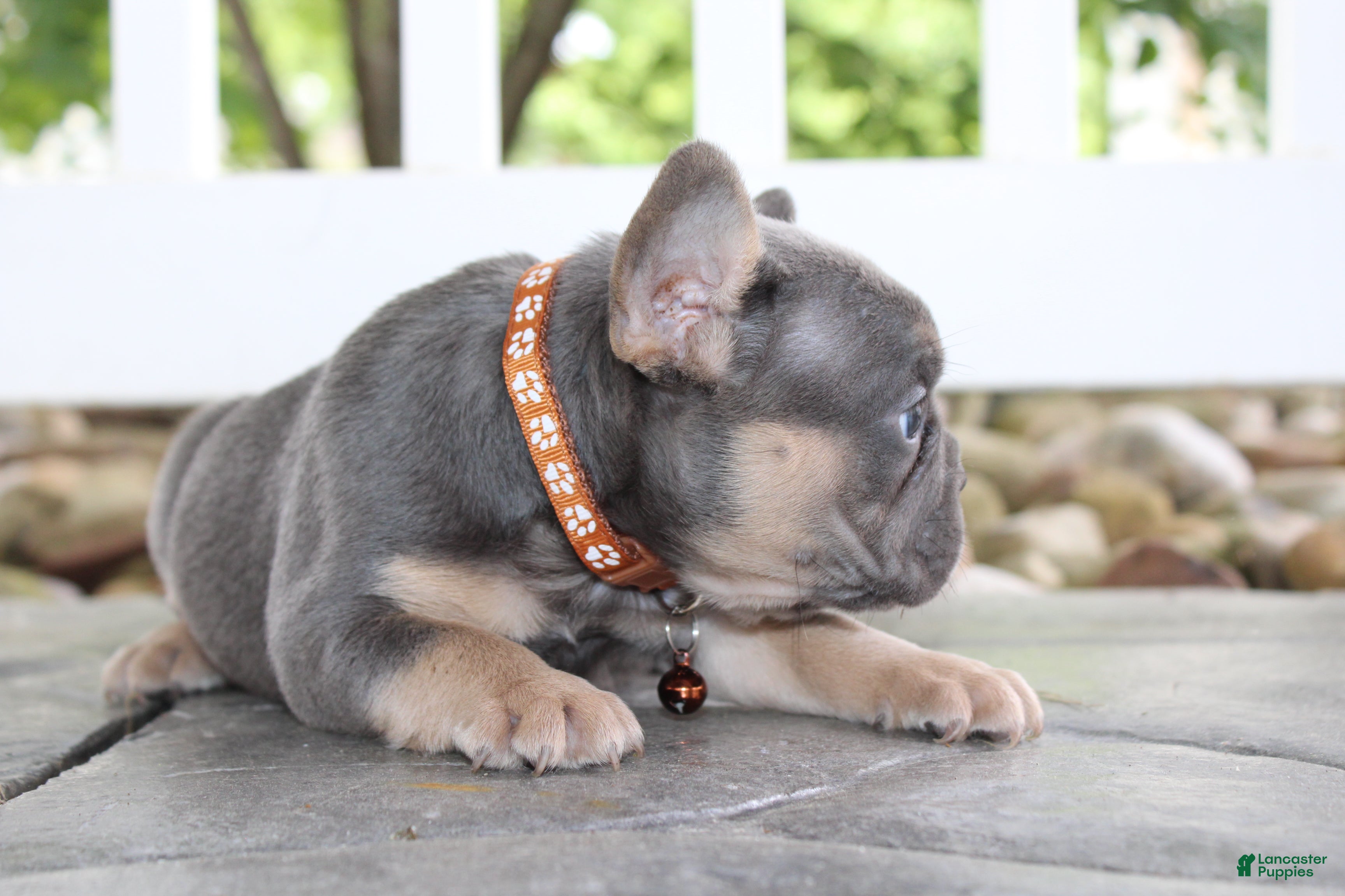 French Bulldog dogs for sale: AKC Jack - Ad 7