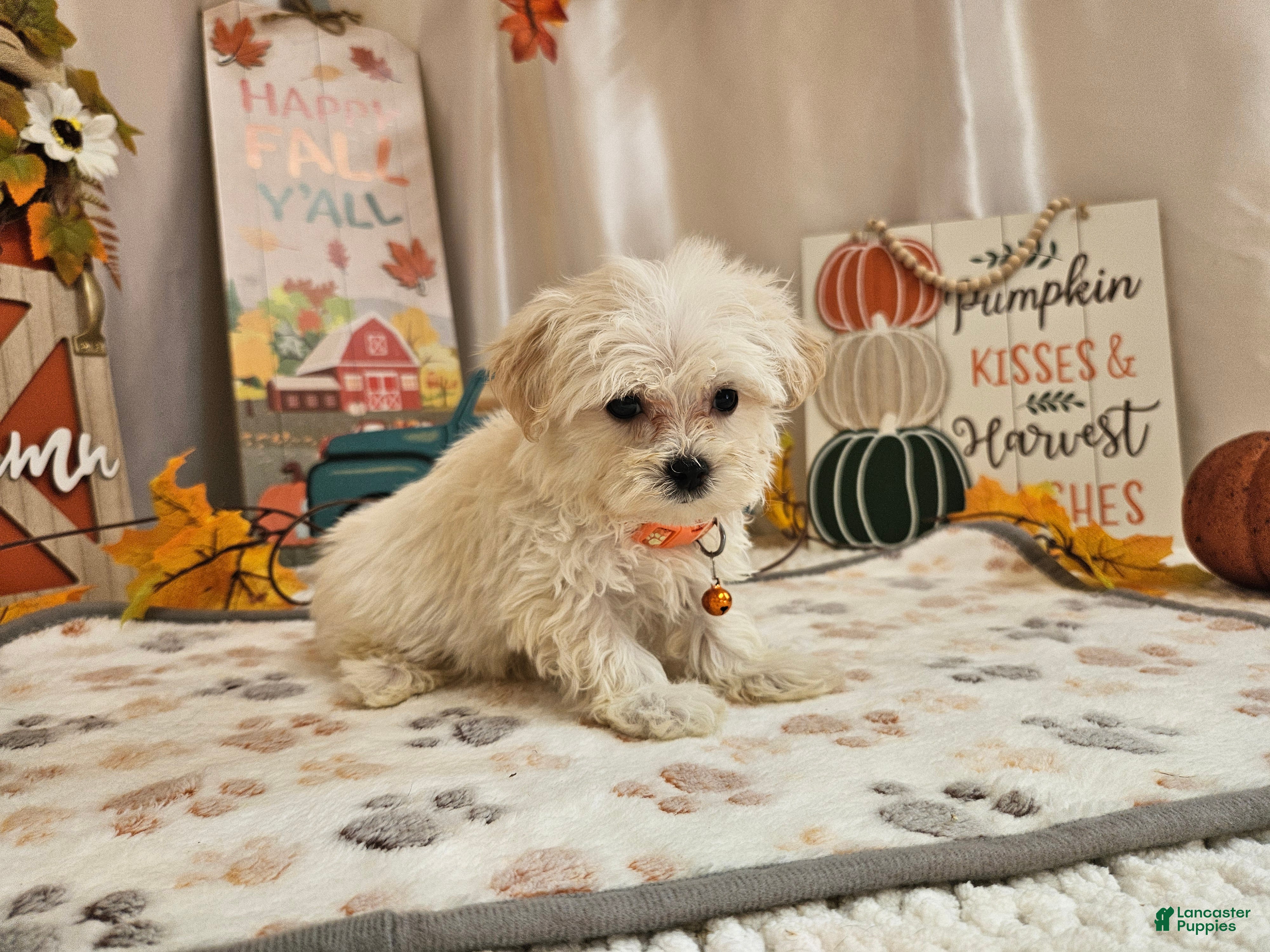 Carson, Maltipoo