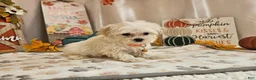 Maltipoo dogs for sale: Carson - Ad 1