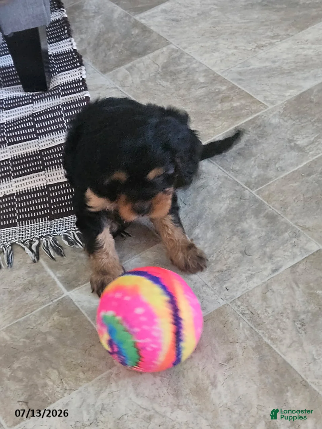 Cavapoo dogs for sale: Ginger - Ad 2