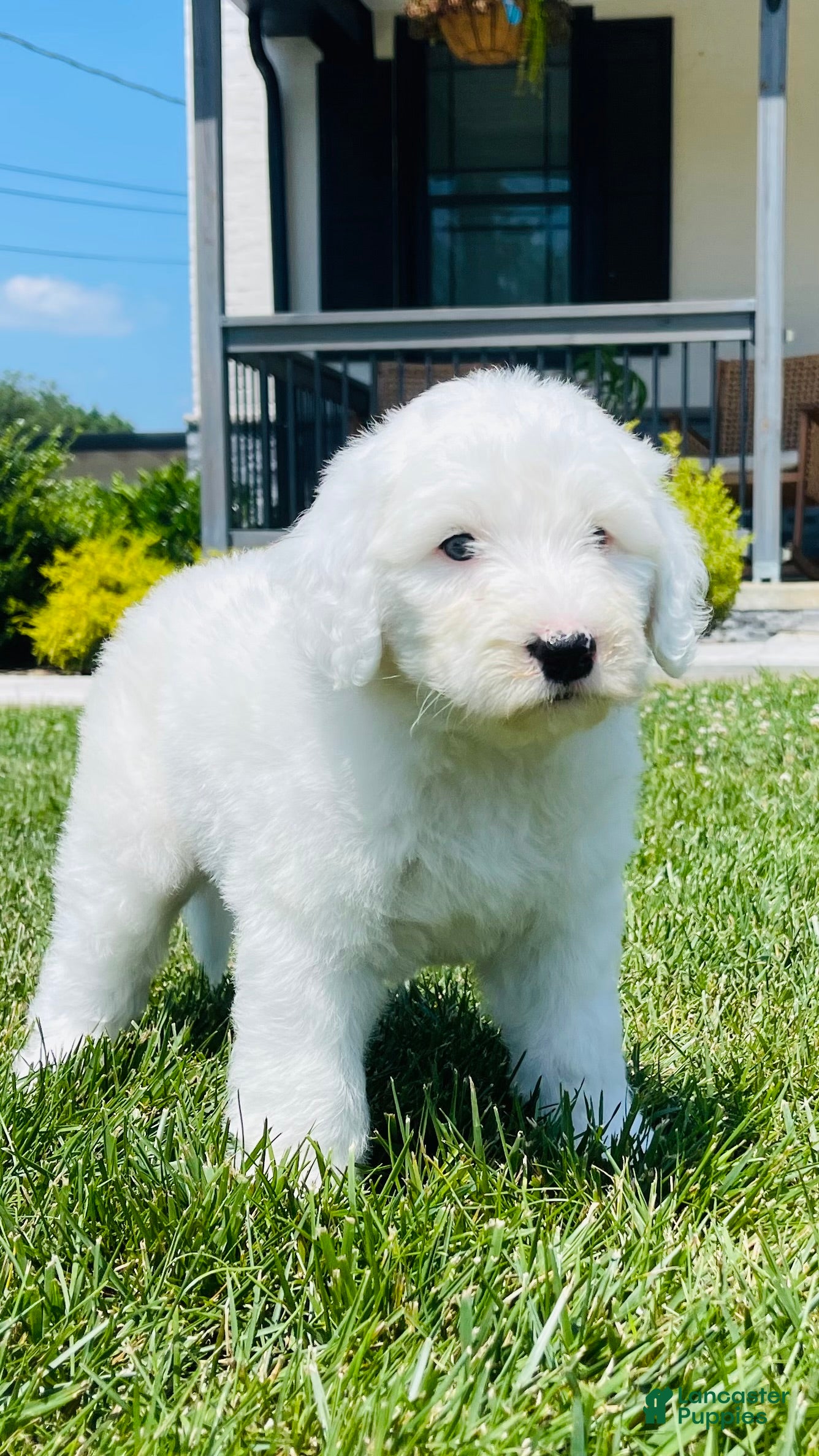 Sheepadoodle dogs Angel  - Ad 29