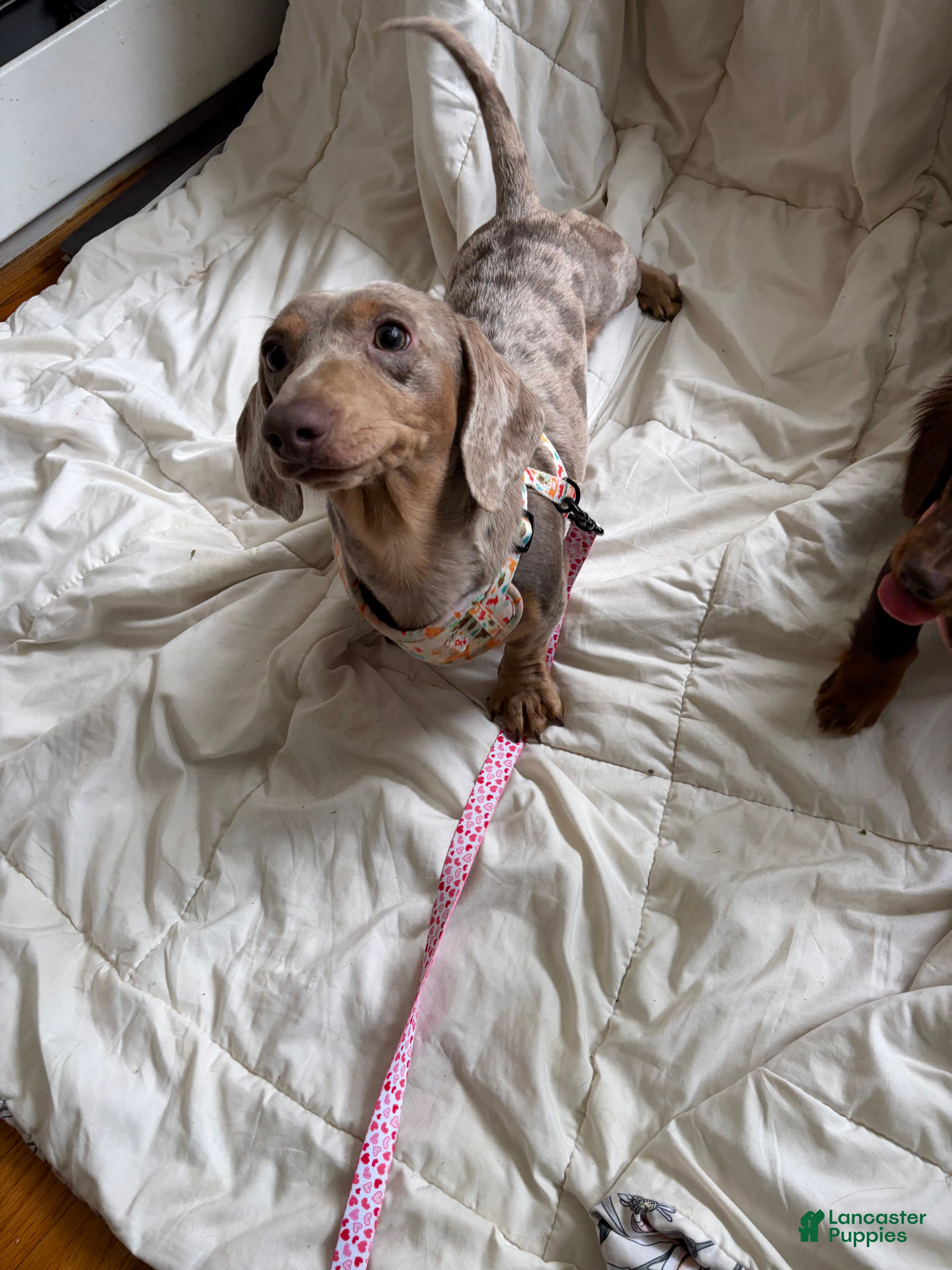 Miniature Dachshund dogs Miniature Dachshund short coat dapple - Ad 22