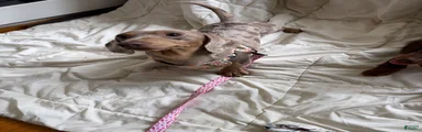 Miniature Dachshund short coat dapple