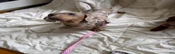 Miniature Dachshund dogs for sale: Miniature Dachshund short coat dapple - Ad 1