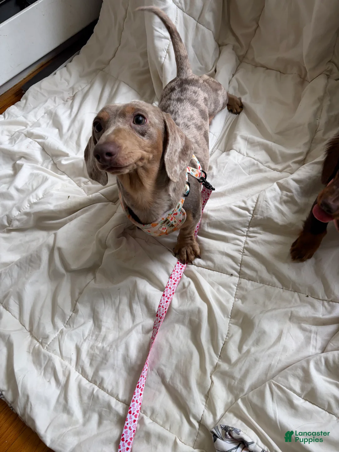 Miniature Dachshund dogs for sale: Miniature Dachshund short coat dapple - Ad 1