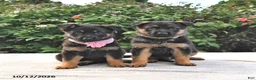 German Shepherd dogs for sale: Amber - Ad 5