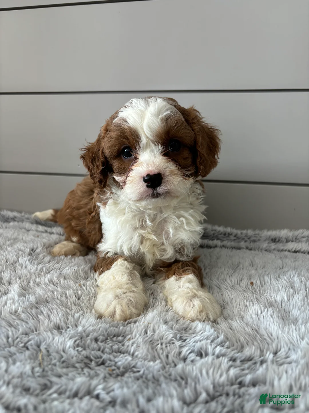 Cavapoo dogs for sale: Maverick  - Ad 2