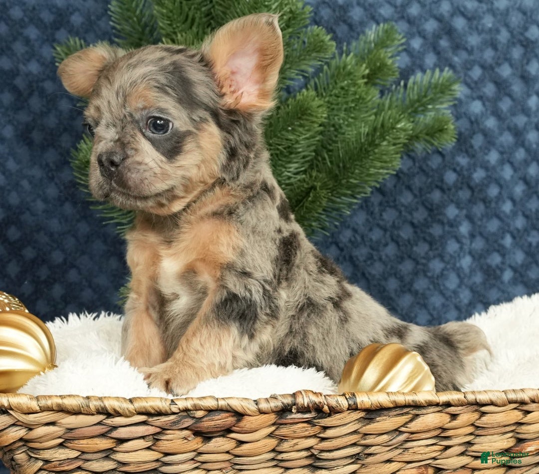 French Bulldog dogs for sale: Abel - Ad 3