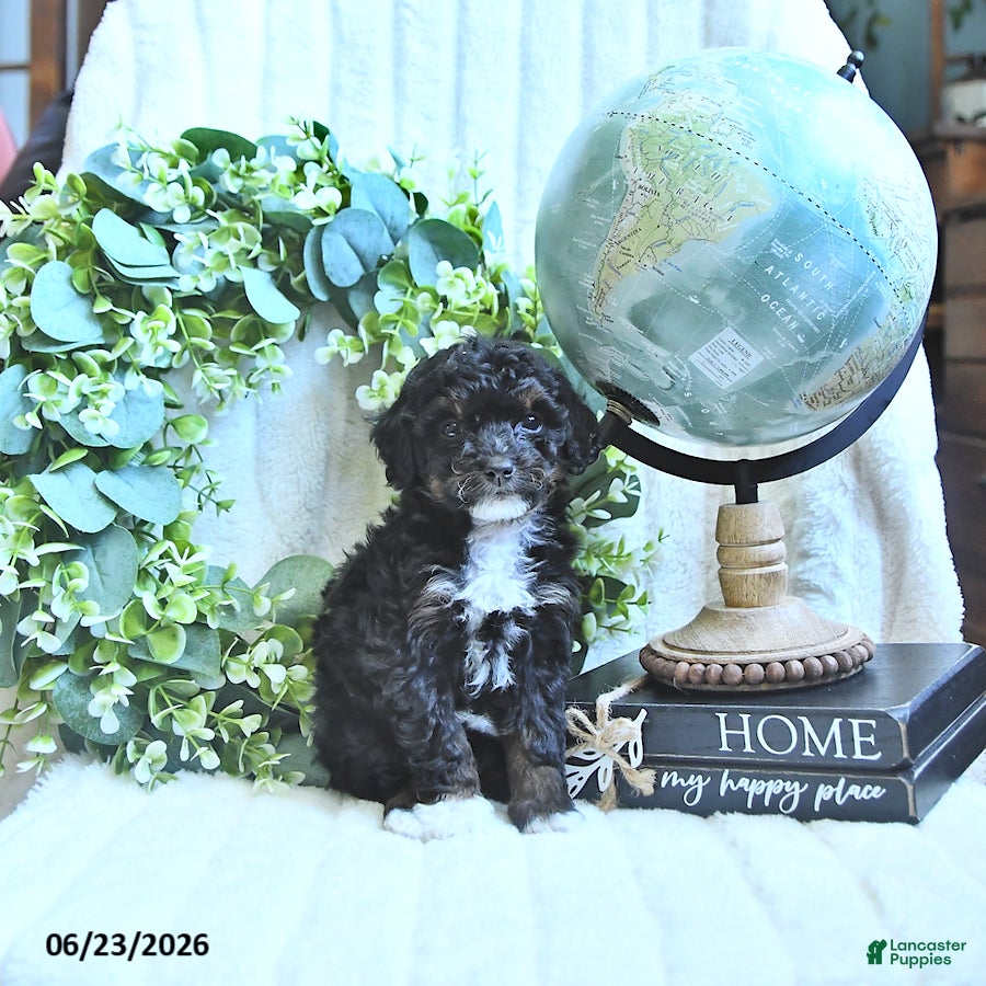 Miniature Poodle dogs Dicky - Ad 2