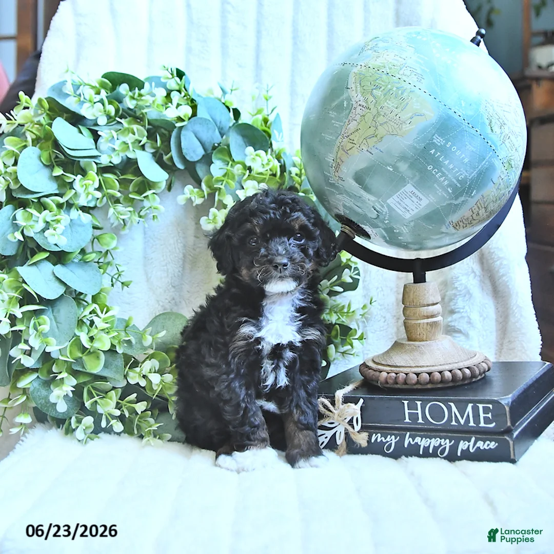 Miniature Poodle dogs for sale: Dicky - Ad 2