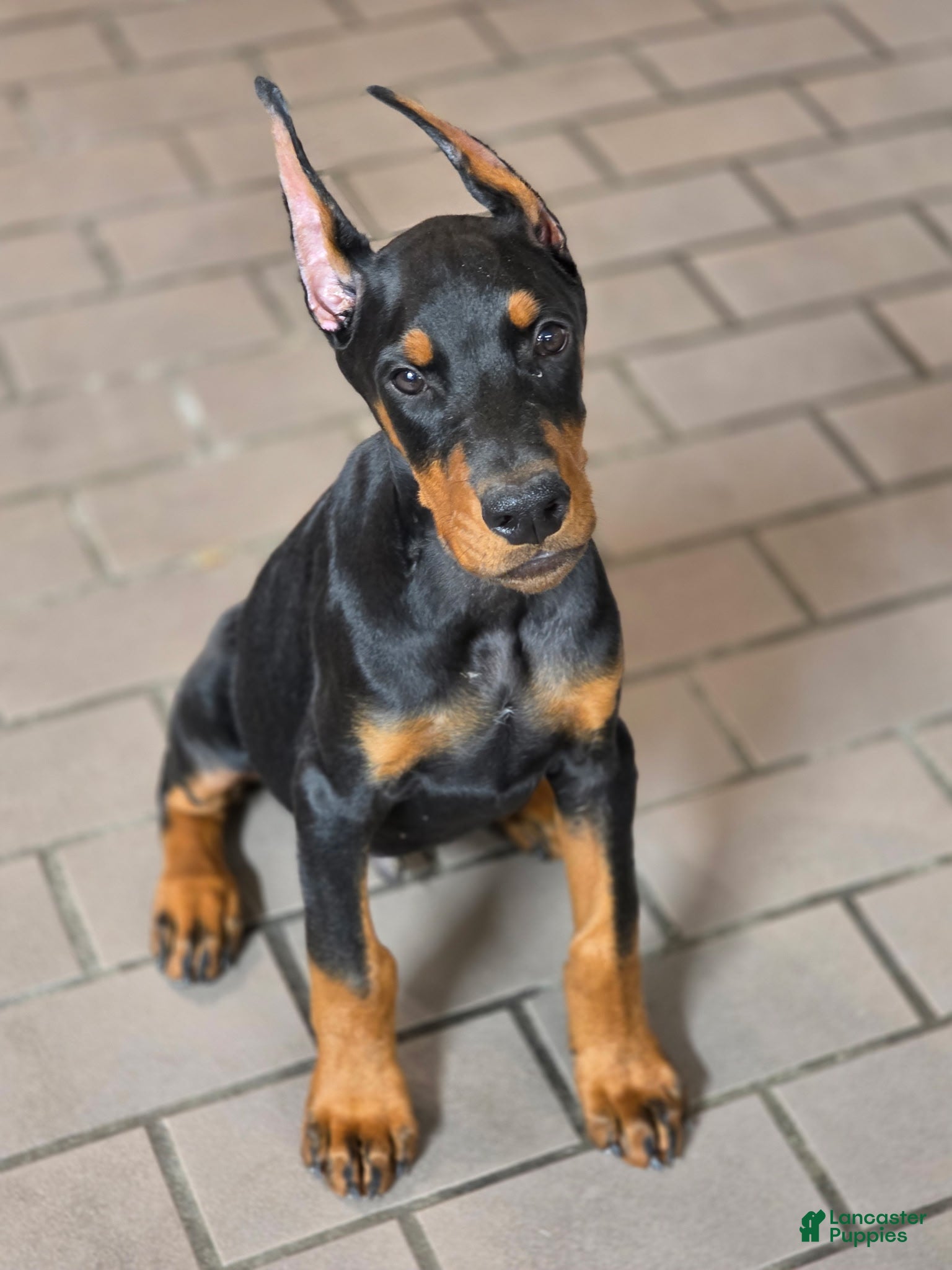 Doberman Pinscher dogs Leopold - Ad 1