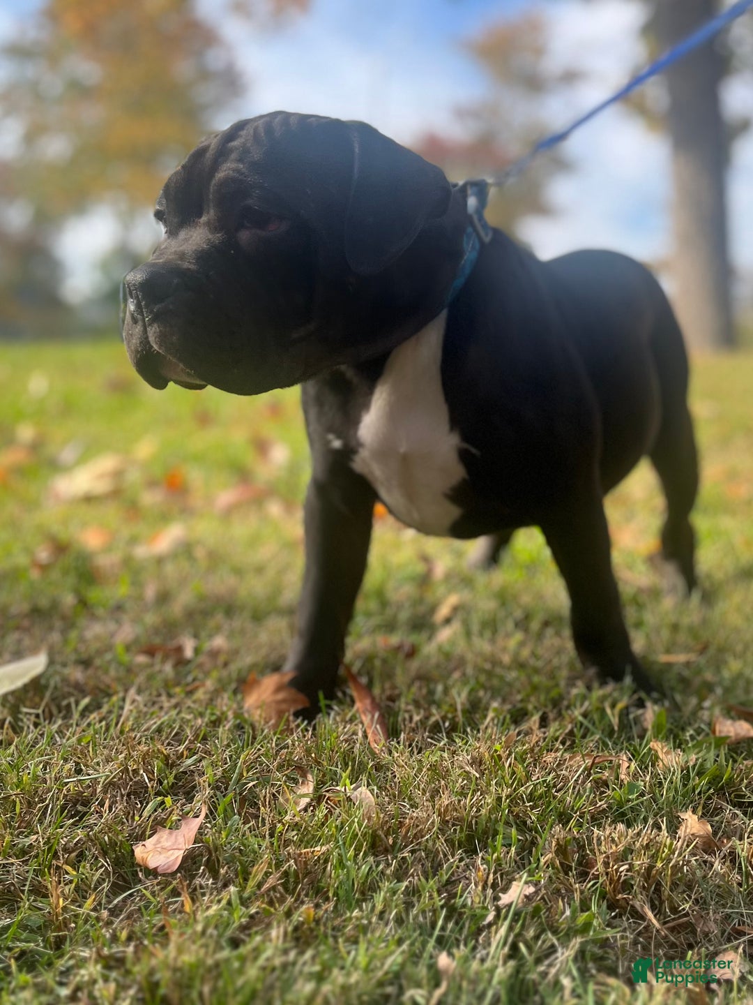 American Bully dogs for sale:  Puppy 1 - Ad 7