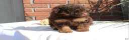 Miniature Poodle dogs for sale: Suzy - Ad 13