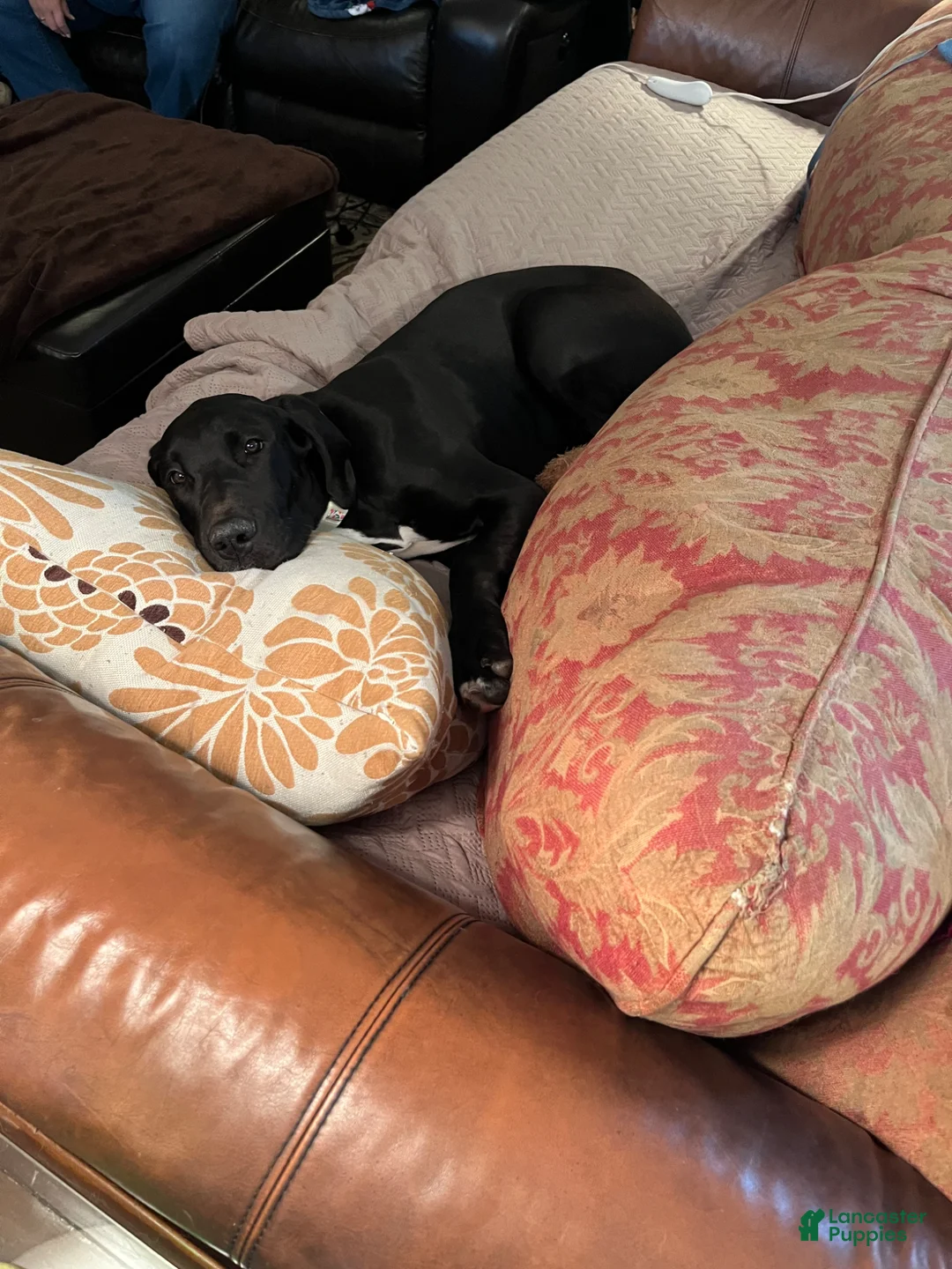 Great Dane dogs for sale: Great Dane Puppy 1 - Ad 3