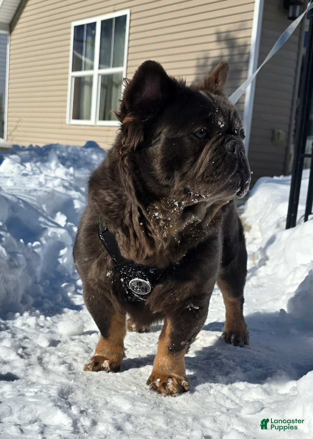 French Bulldog dogs for sale: Tyson - Ad 5