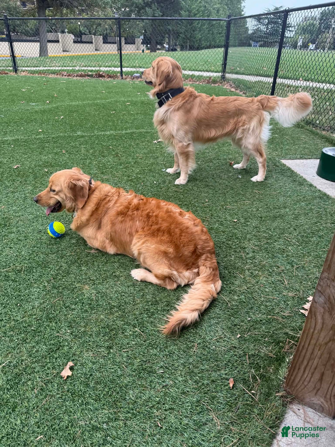 Golden Retriever dogs for sale: Golden Retriever Puppy 1 - Ad 5