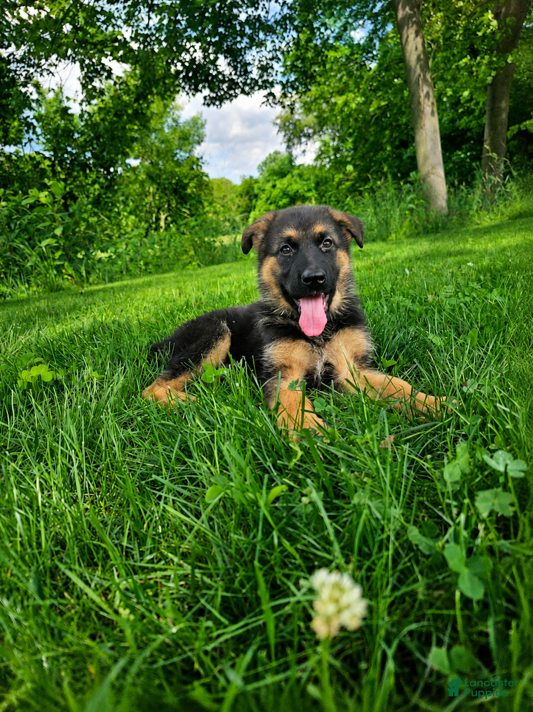 German Shepherd dogs Nova - Ad 2