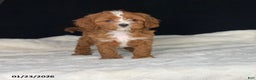 Cavapoo dogs for sale: Barbie - Ad 9