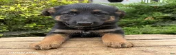 German Shepherd dogs for sale: Dakota - Ad 3