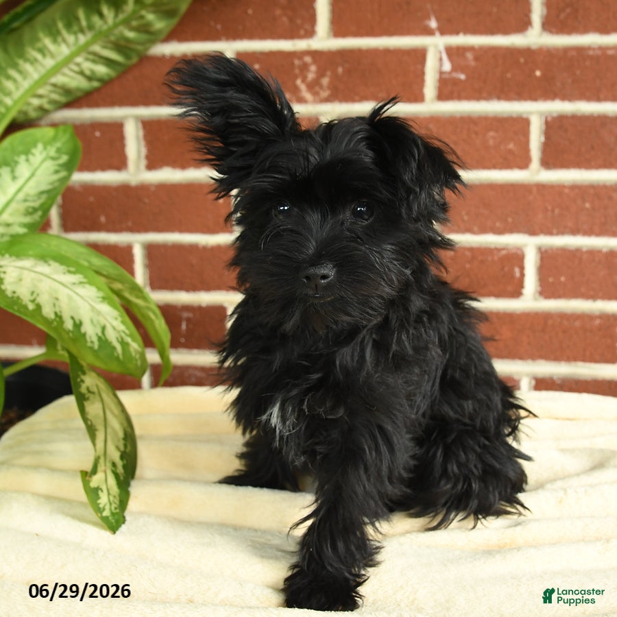 Yorkshire Terrier dogs Luna - Ad 1