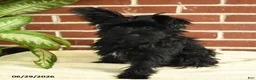Yorkshire Terrier dogs for sale: Luna - Ad 1