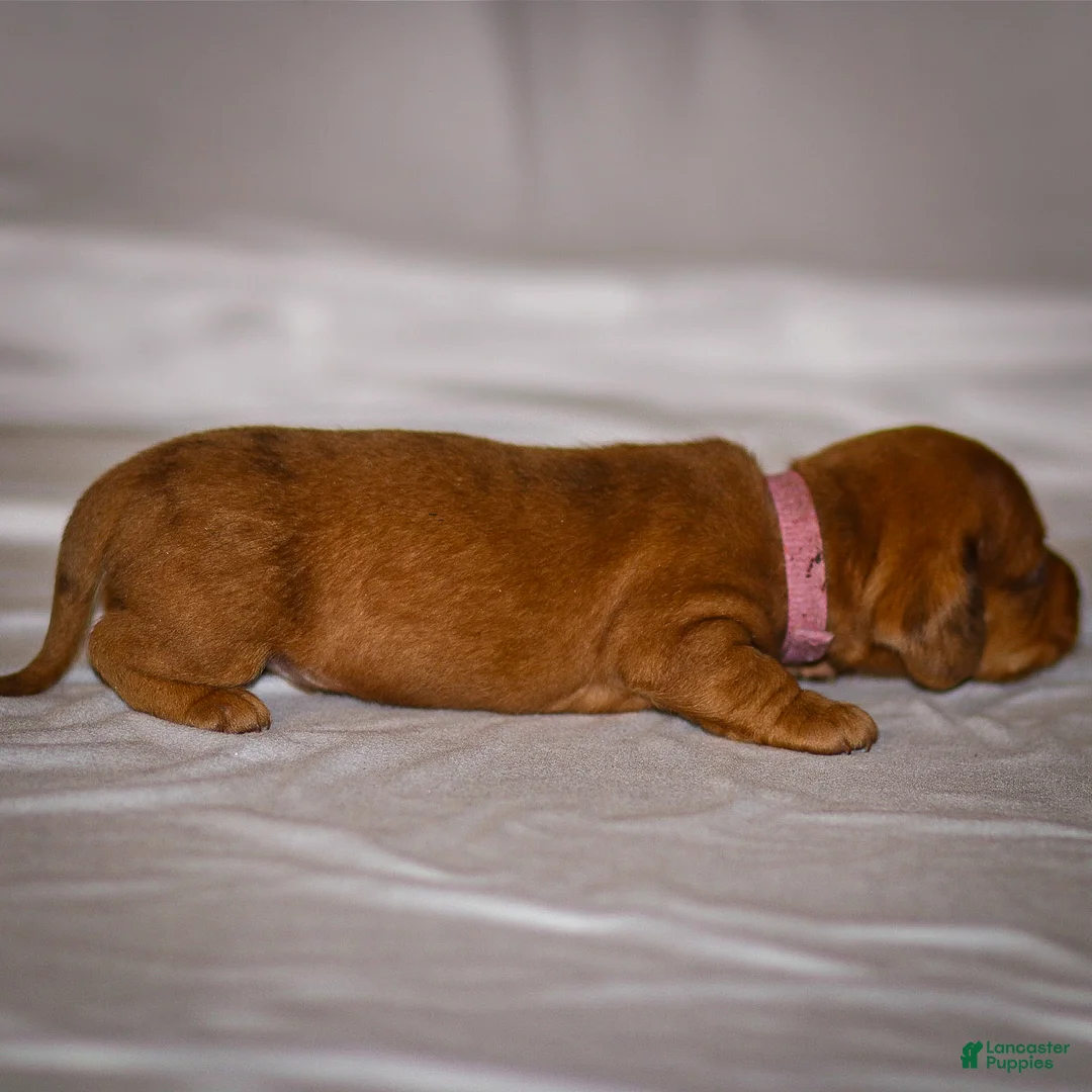 Dachshund dogs for sale: Harley - Ad 14