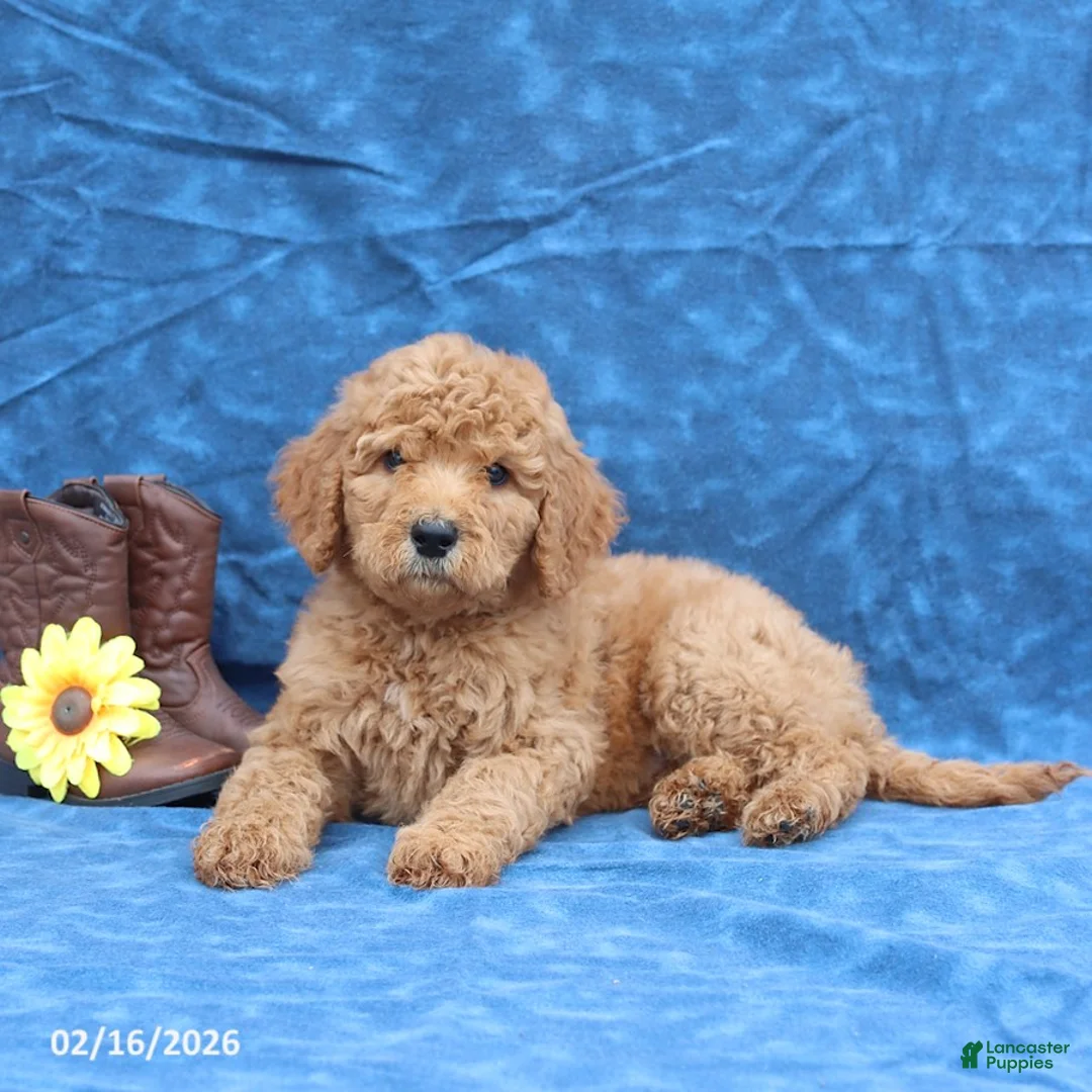 Goldendoodle dogs for sale: Jade - Ad 4
