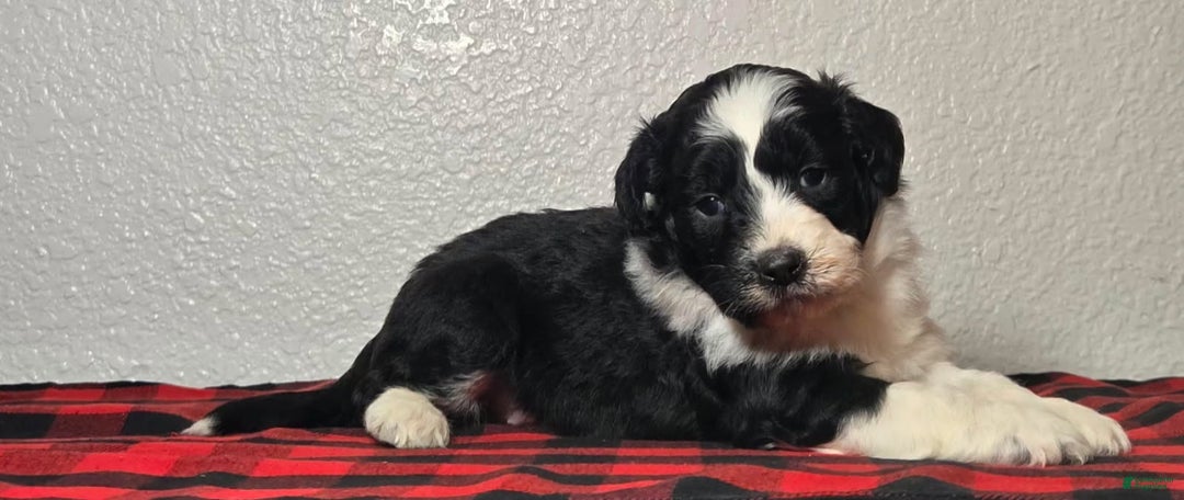 Mini Aussiedoodle dogs for sale: Oliver – Male - Ad 1