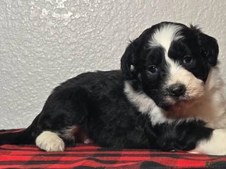 Mini Aussiedoodle dogs Oliver – Male - Ad 42