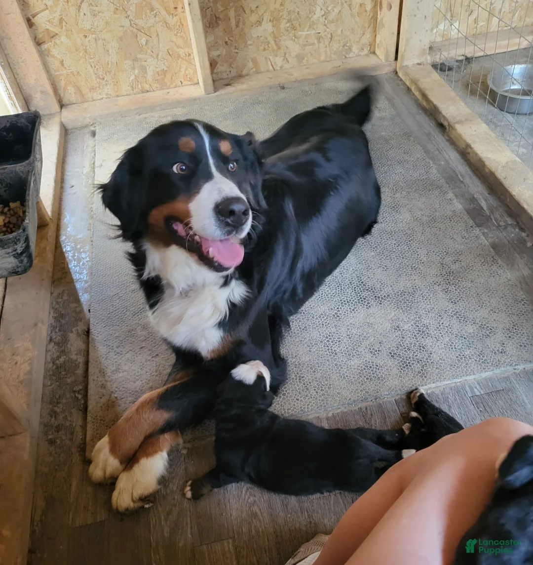 Bernese Mountain Dog dogs for sale: Bernese Mountain Dog Puppy 4 - Ad 9