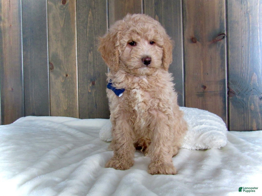 Mini Goldendoodle dogs for sale: Rusty - Ad 2