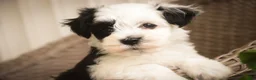 Havanese dogs for sale: Penny Havanese  - Ad 10